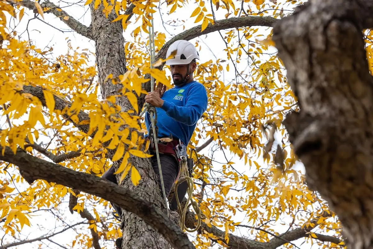 Skilled Tree Transplanting crew working in Dowell